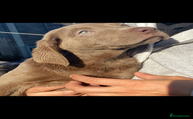 Labrador Retriever dogs - Advert 1