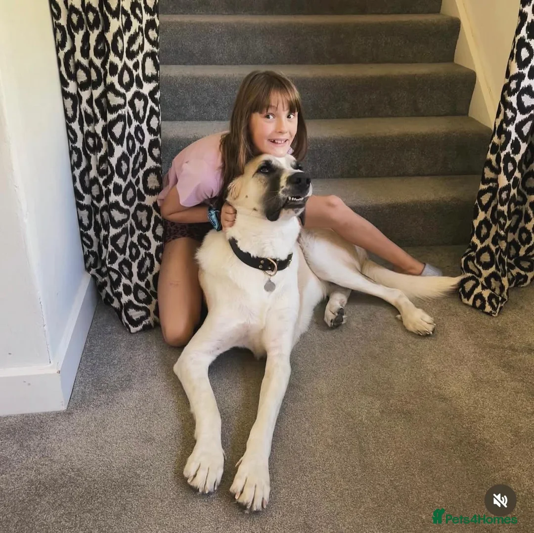 Mixed Breed dogs for adoption: Dexter The Gentle Giant ❤️ - Advert 8