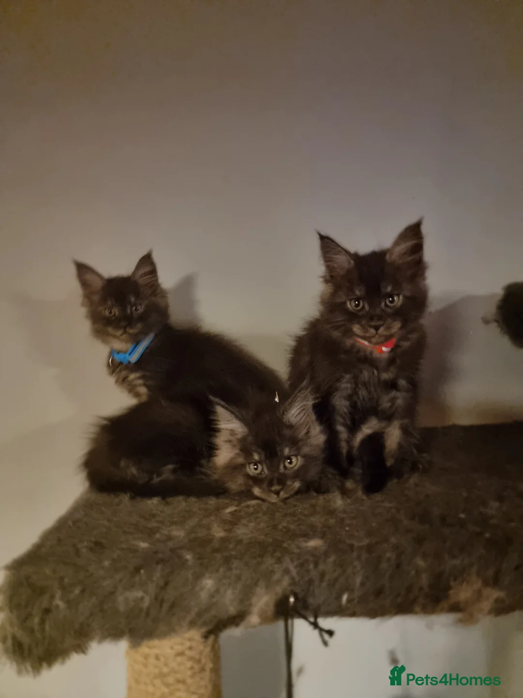 Maine Coon cats for sale: 3 Beautiful Maine Coon Boys - Advert 1