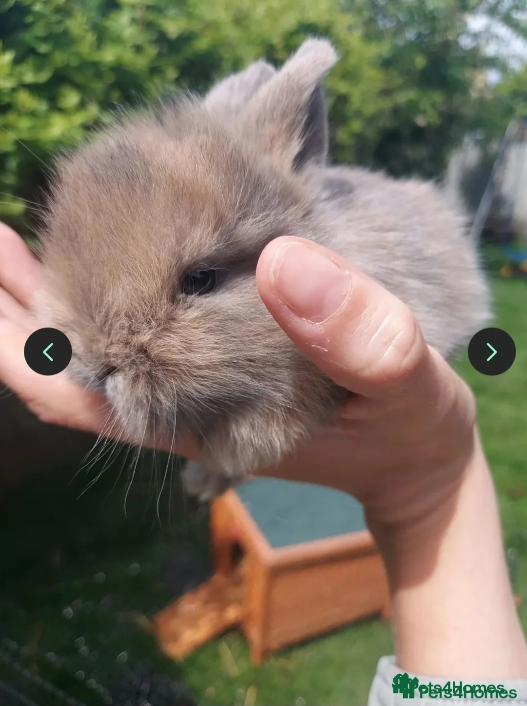Mini Lop rabbits for sale: 1 x Mini Lion Lop ready to collect 23 September - Advert 2