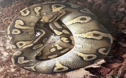 Python Snake reptiles for sale: 5 royal pythons - Image 2