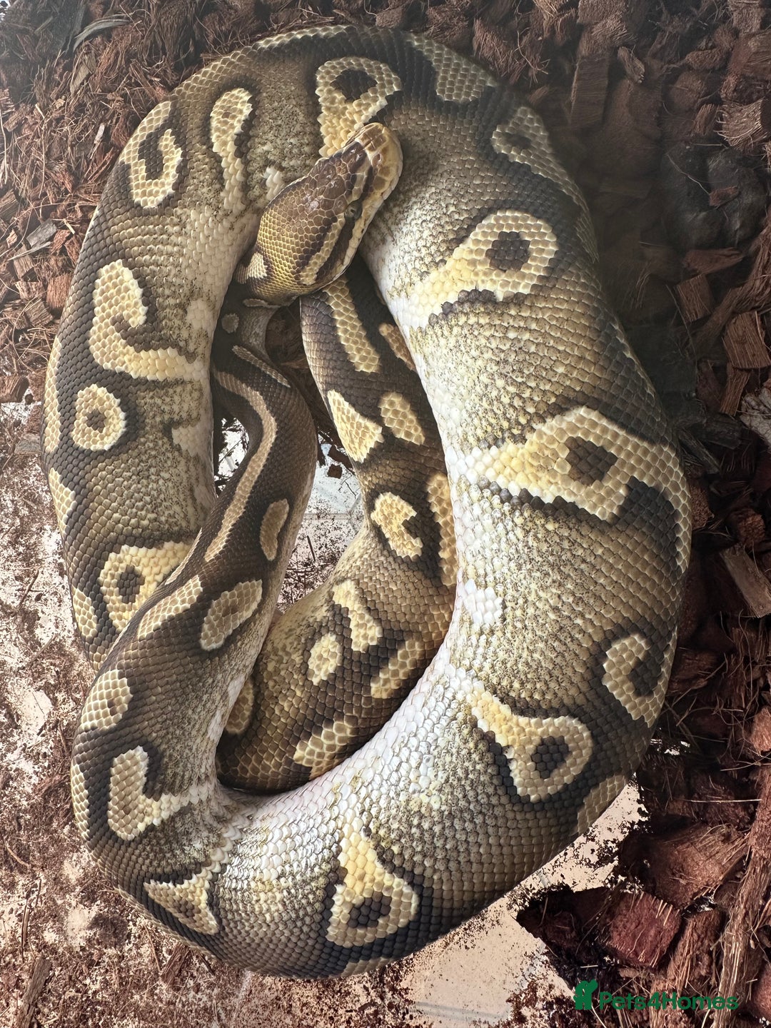 Python Snake reptiles for sale: 5 royal pythons - Image 2