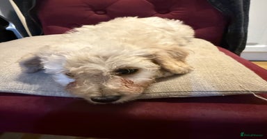 Cavachon dogs - Advert 9