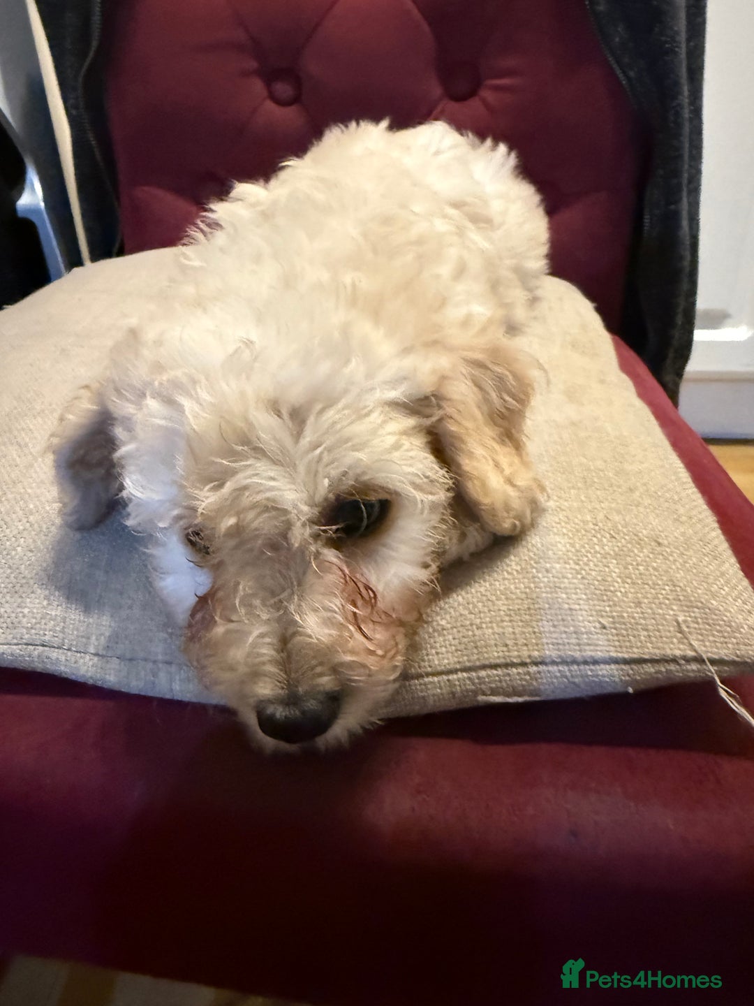 Cavachon dogs for sale: Cavachon boy for sale - Image 2