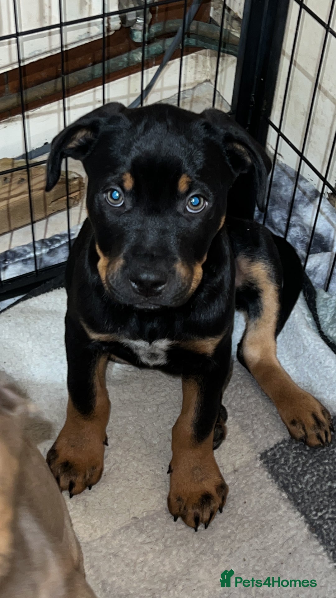 American Bull Staffy dogs for stud: Crash Bandicoot Staffweiler e ATAT d DNA tested ✅✅ - Image 25