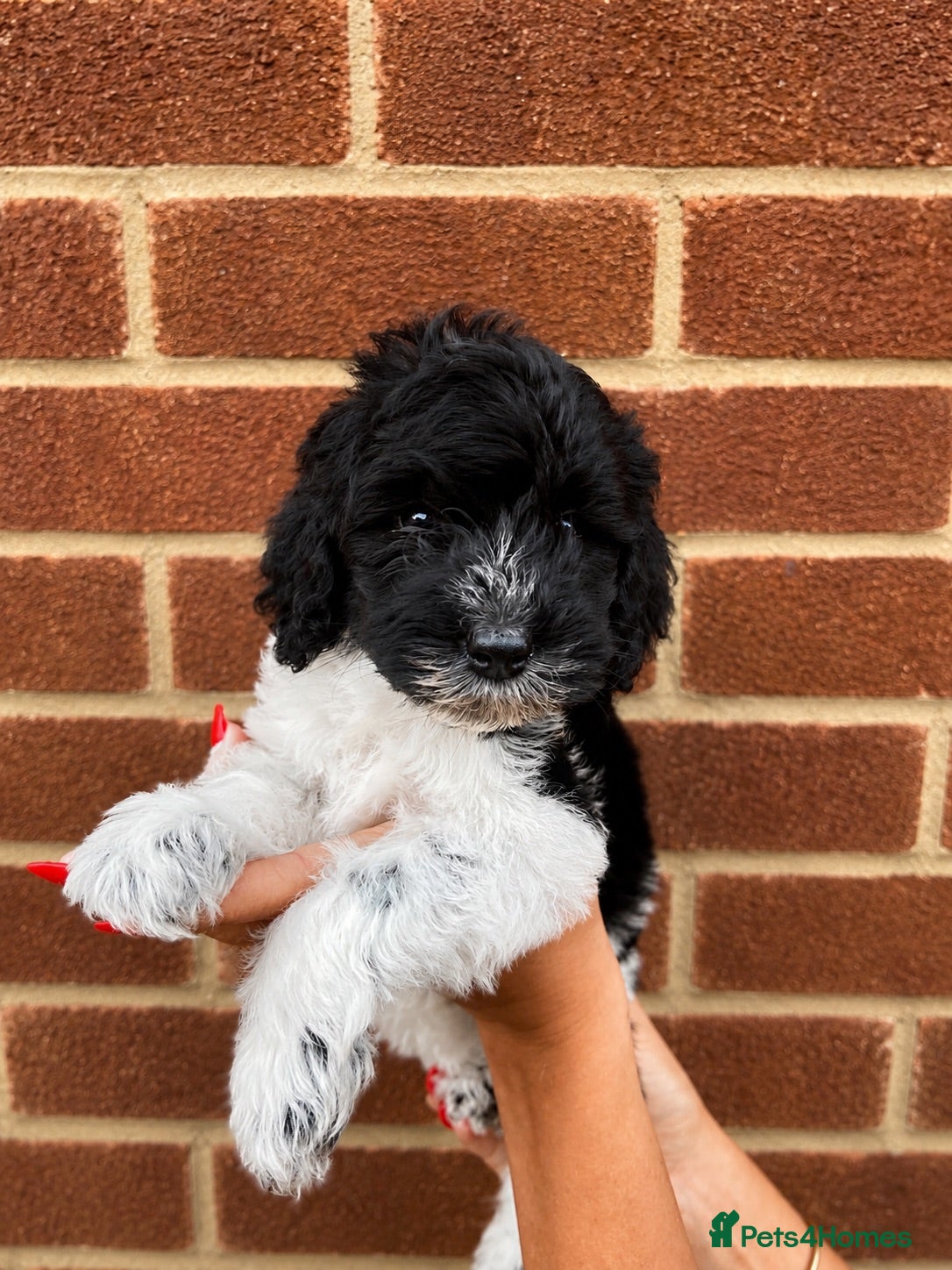 Australian Labradoodle dogs Multigen Australian Labradoodles - Advert 1