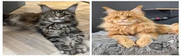Maine Coon cats for sale: Outstanding Russia lines baby boys  - Advert 2