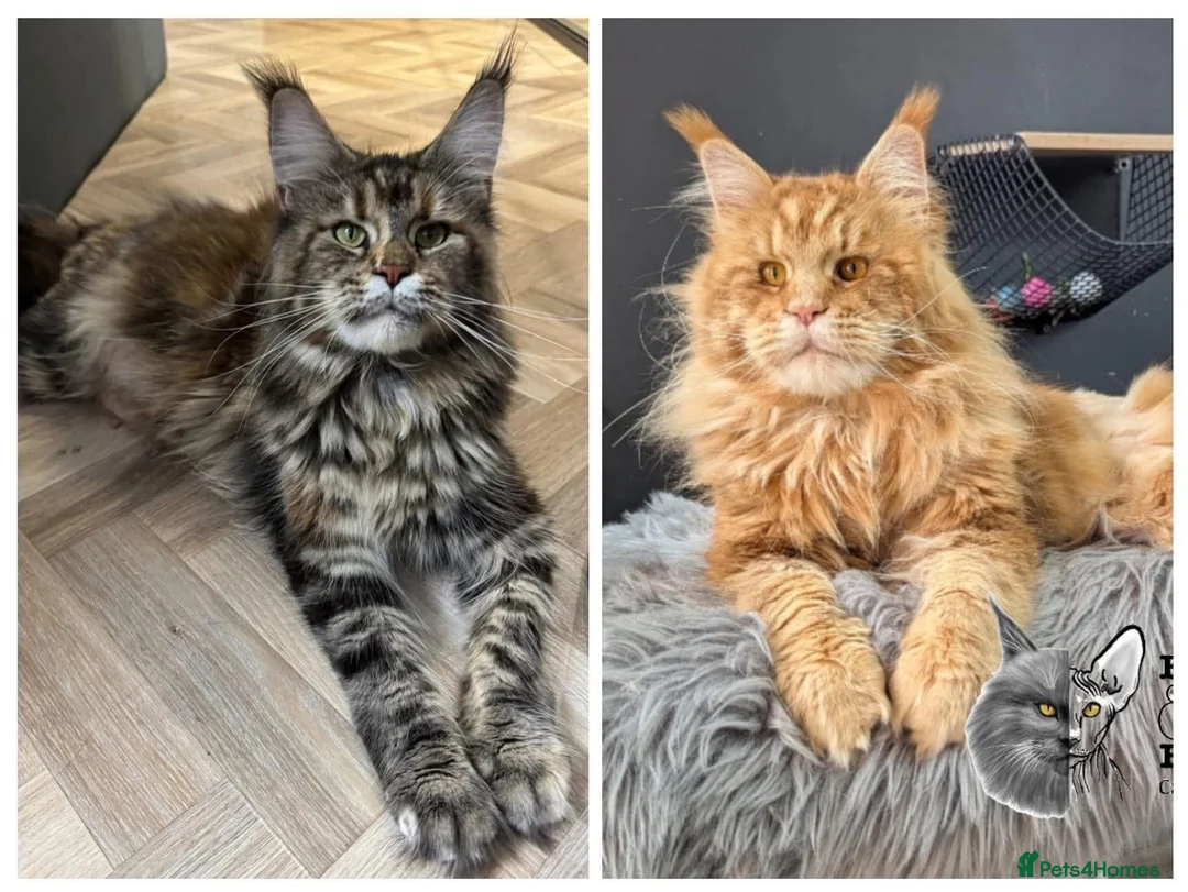 Maine Coon cats for sale: Outstanding Russia lines baby boys  - Advert 2