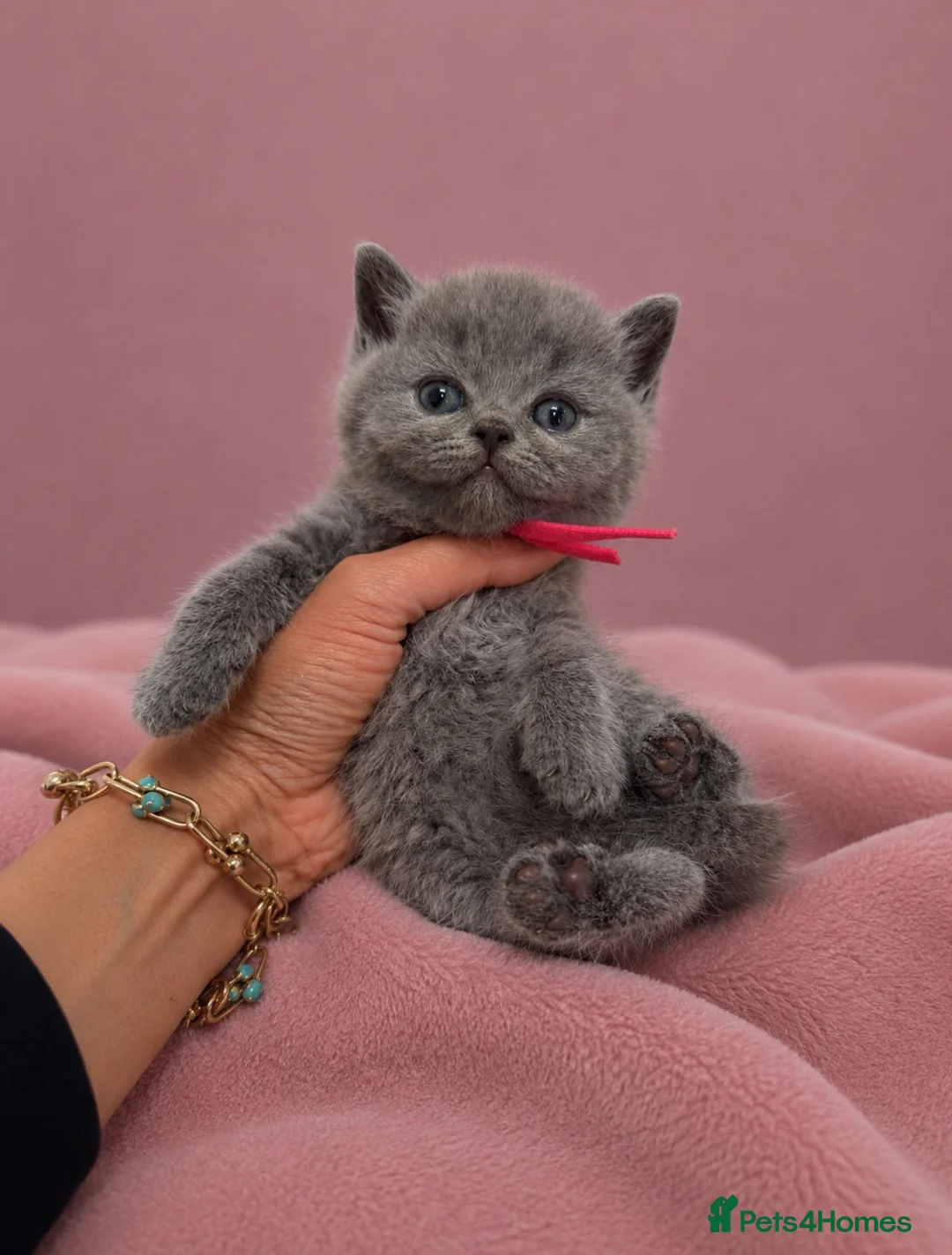 British Shorthair cats for sale: READY NOW 💙 Blue British Shorthair Kittens 💙 - Advert 1