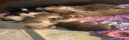 Welsh Corgi Pembroke dogs for sale: Badger needs a home! KC Corgi ready now  - Advert 17