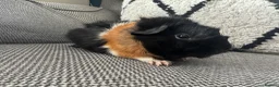 Guinea Pig rodents for sale: Female guinea pig  - Advert 2