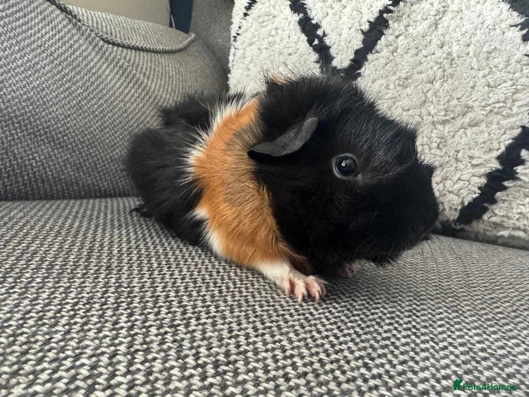 Guinea Pig rodents for sale: Female guinea pig  - Advert 2