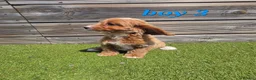 Cockapoo dogs for sale: 7 Adorable F1 Cockapoo pups ♥️🐕🐾 - Advert 12