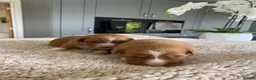 Nova Scotia Duck Tolling Retriever dogs for sale: Fantastic nova pups  - Advert 5