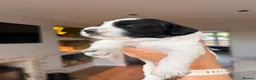 Mixed Breed dogs for sale: Sprockerpoo Puppies - Advert 35