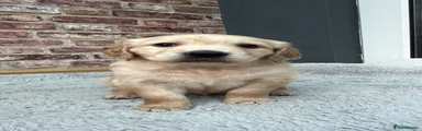 Golden Retriever Puppy 3