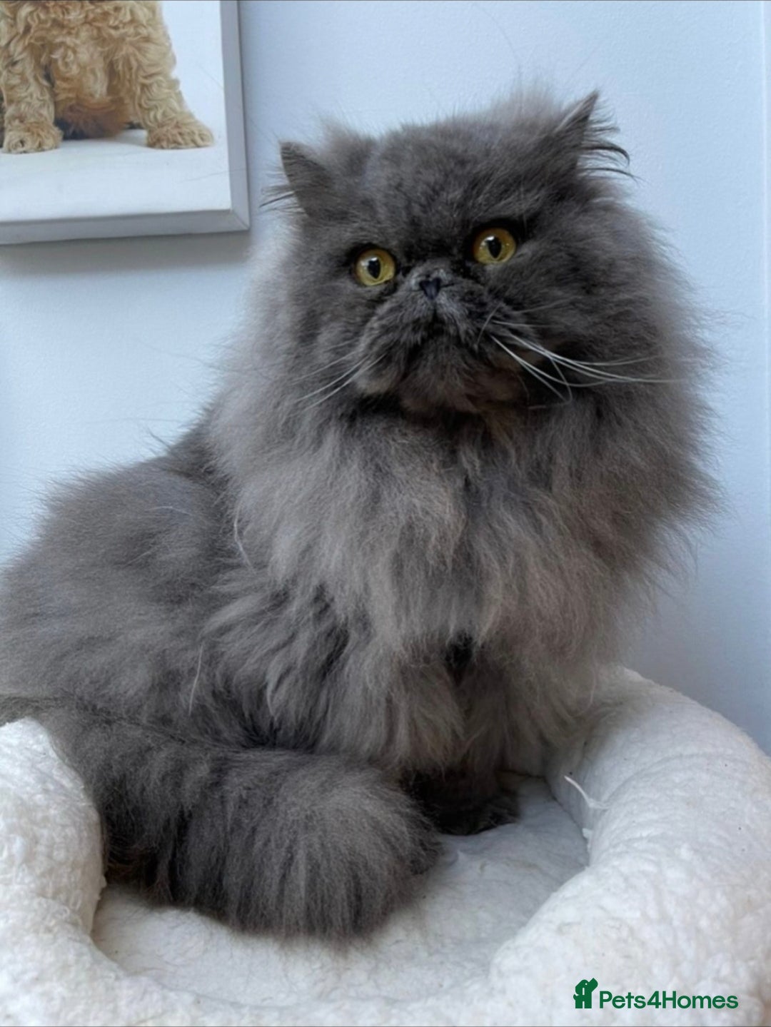 Mixed Breed cats for sale: Beautiful Ragdoll-Persian kittens - Advert 16