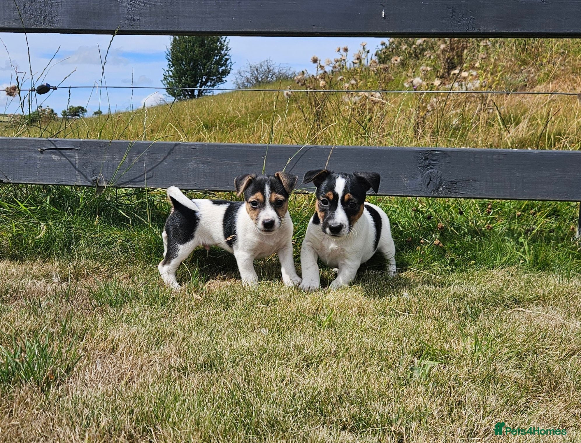 Jack Russell dogs Outstanding Jack Russell puppies - Advert 7