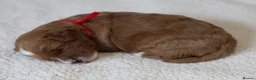 Cavapoo dogs for sale: 5*Licensed+DNAtested+Vetchecked+Red+Apricot+Cream - Advert 18