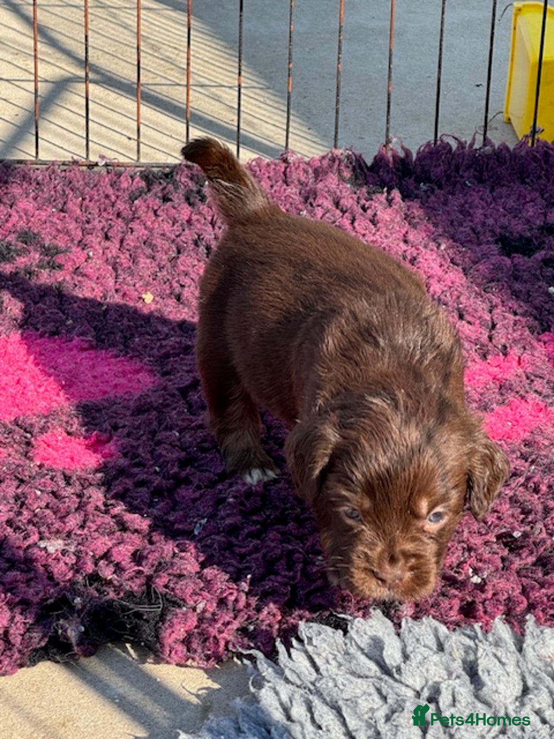 Mixed Breed dogs for sale: French Bulldog x Springer Spaniel pups ready 15Oct - Image 8