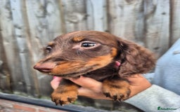 Miniature Dachshund dogs for sale: Long haired miniature dachshunds  - Image 14