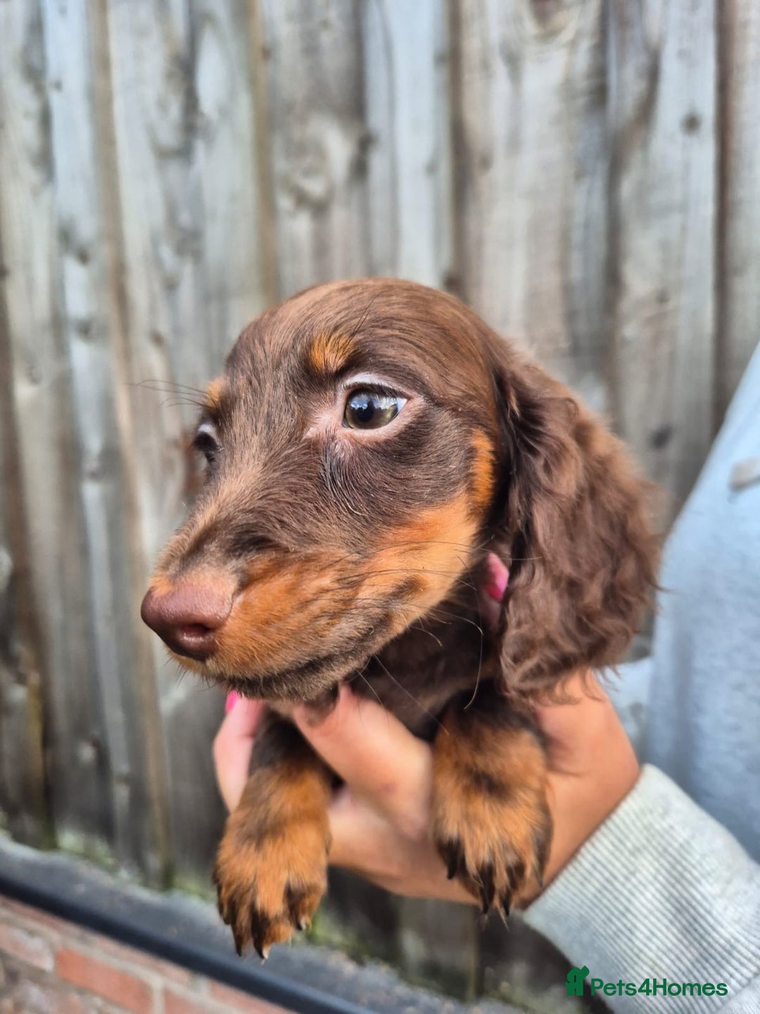 Miniature Dachshund dogs for sale: Long haired miniature dachshunds  - Image 14