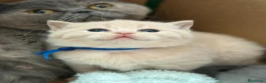 British Shorthair Kitten 1