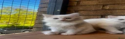 Turkish Angora cats for sale: Kittens available for loving homes - Advert 7