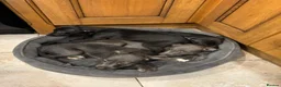 Mixed Breed dogs for sale: Wonderful whippet litter for sale in Ashby-de-la-Zouch - Advert 5