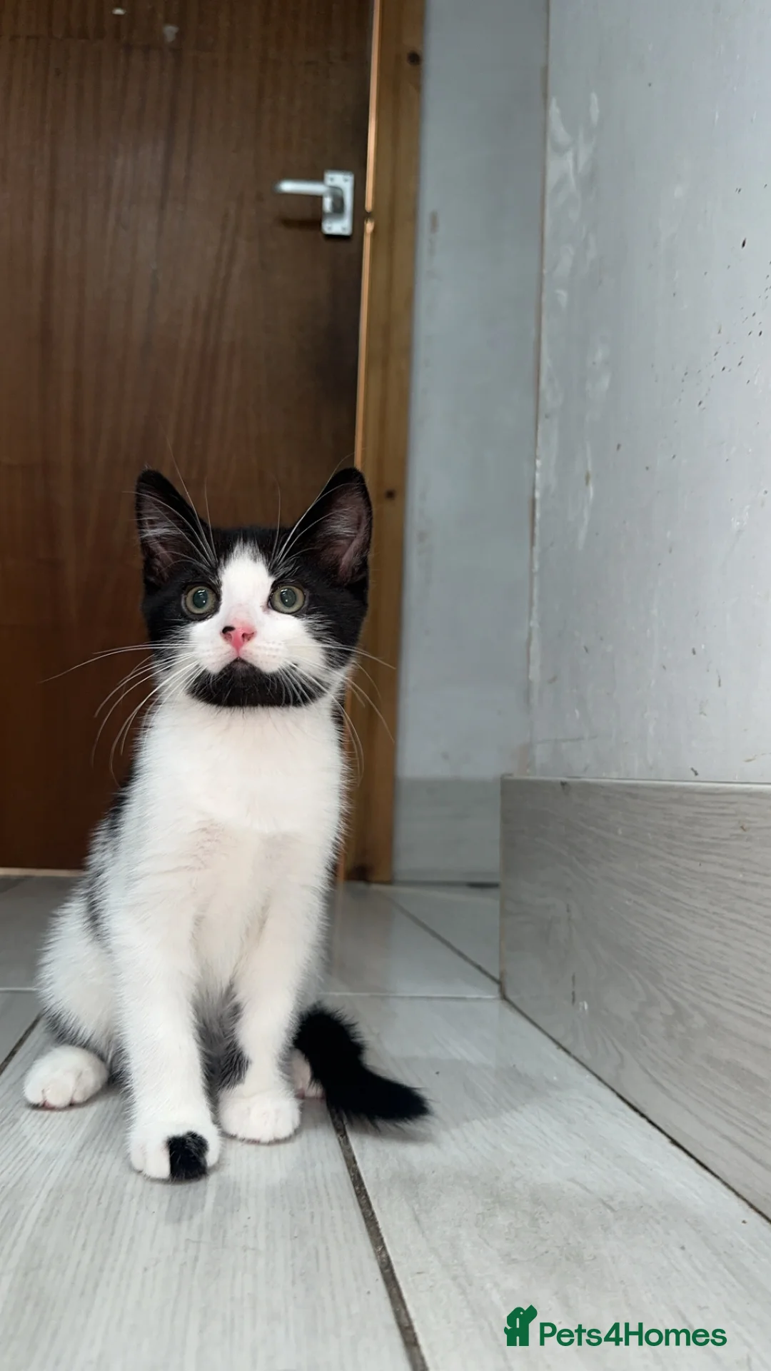 British Shorthair cats for sale: 2 lovely black and white shorthairs - Advert 22