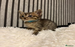 Mixed Breed cats for sale: Ragdoll mix kittens  - Image 3