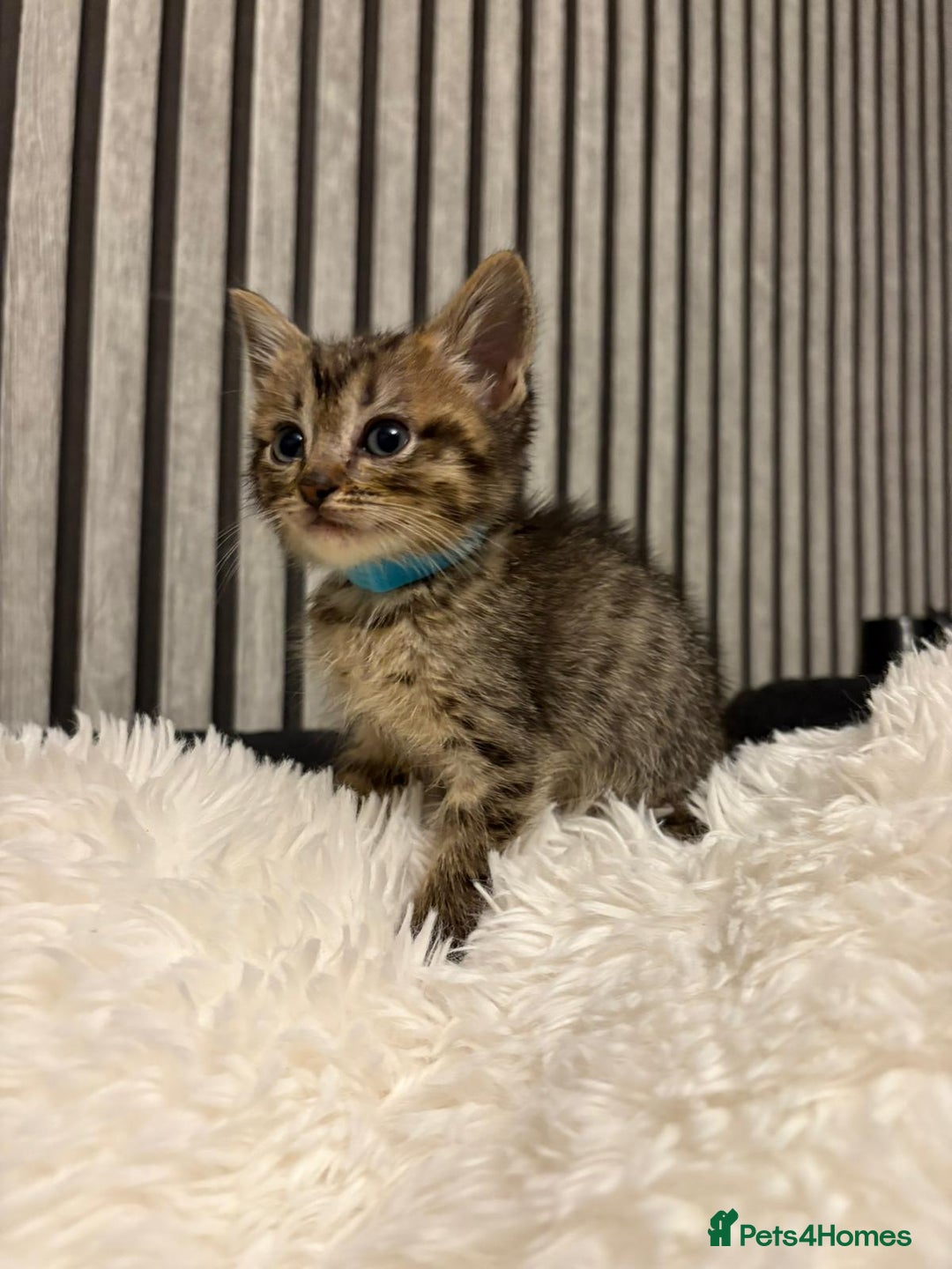 Mixed Breed cats for sale: Ragdoll mix kittens  - Image 3