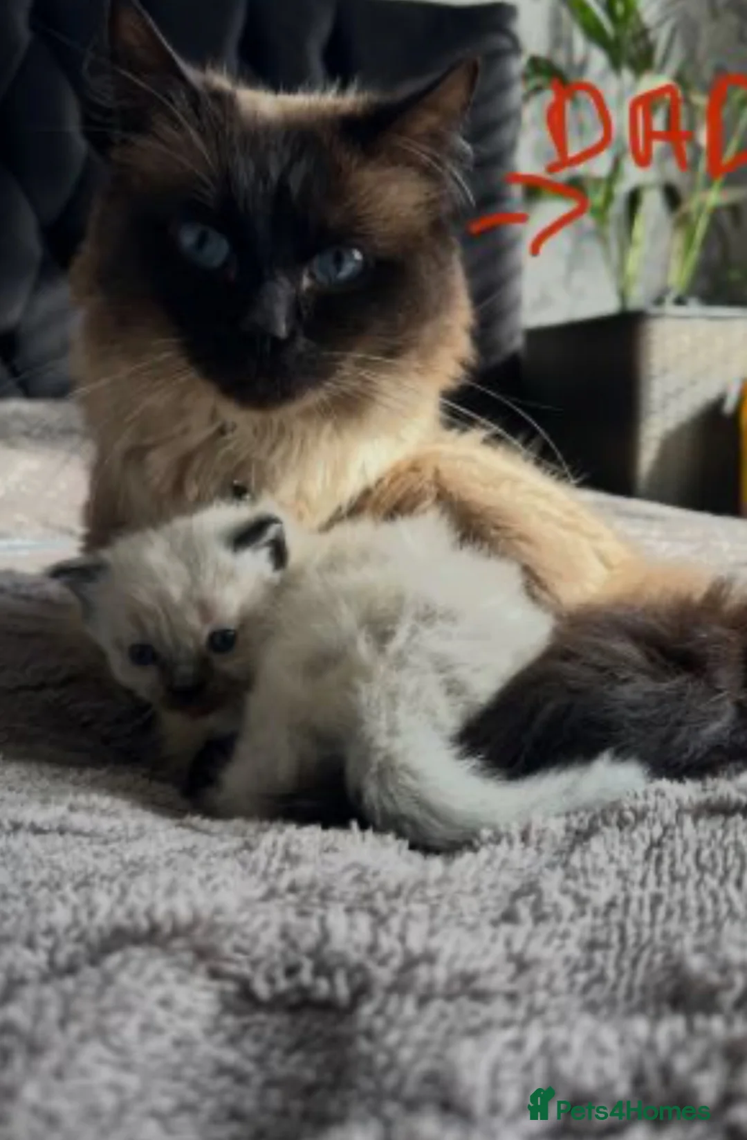 Ragdoll cats for sale: ragdoll kittens  and British shorthair available  - Advert 9