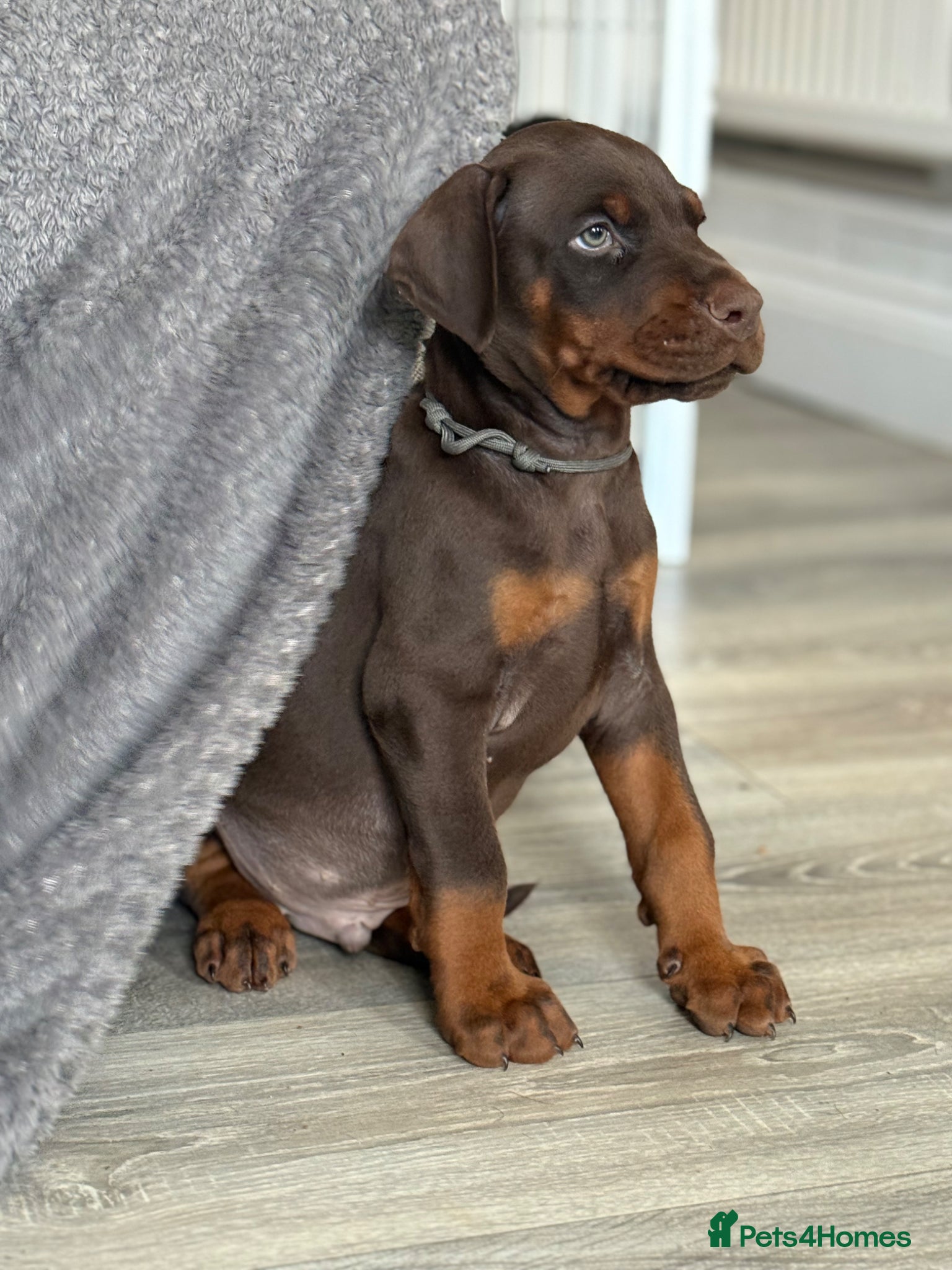 Dobermann dogs European Doberman Puppies - Advert 1