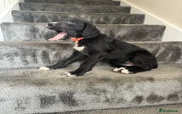 Mixed Breed dogs for sale: Lurcher puppies  - Image 16