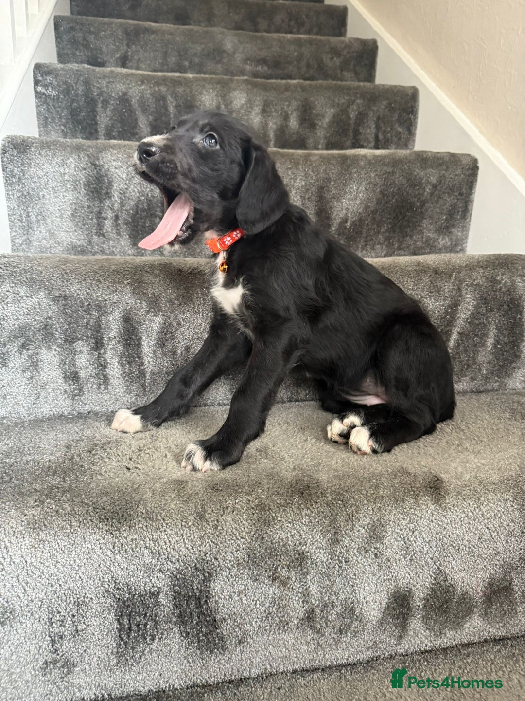 Mixed Breed dogs for sale: Lurcher puppies  - Image 16