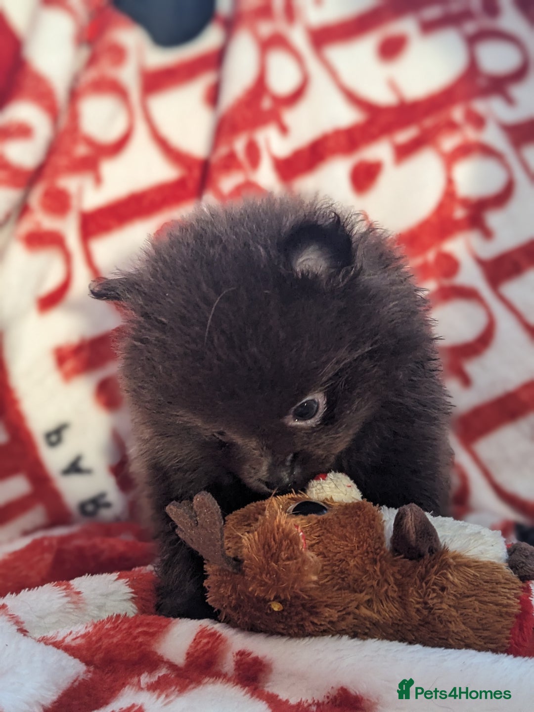 Pomeranian dogs for sale: Pomeranian Blue girl left!   - Advert 11