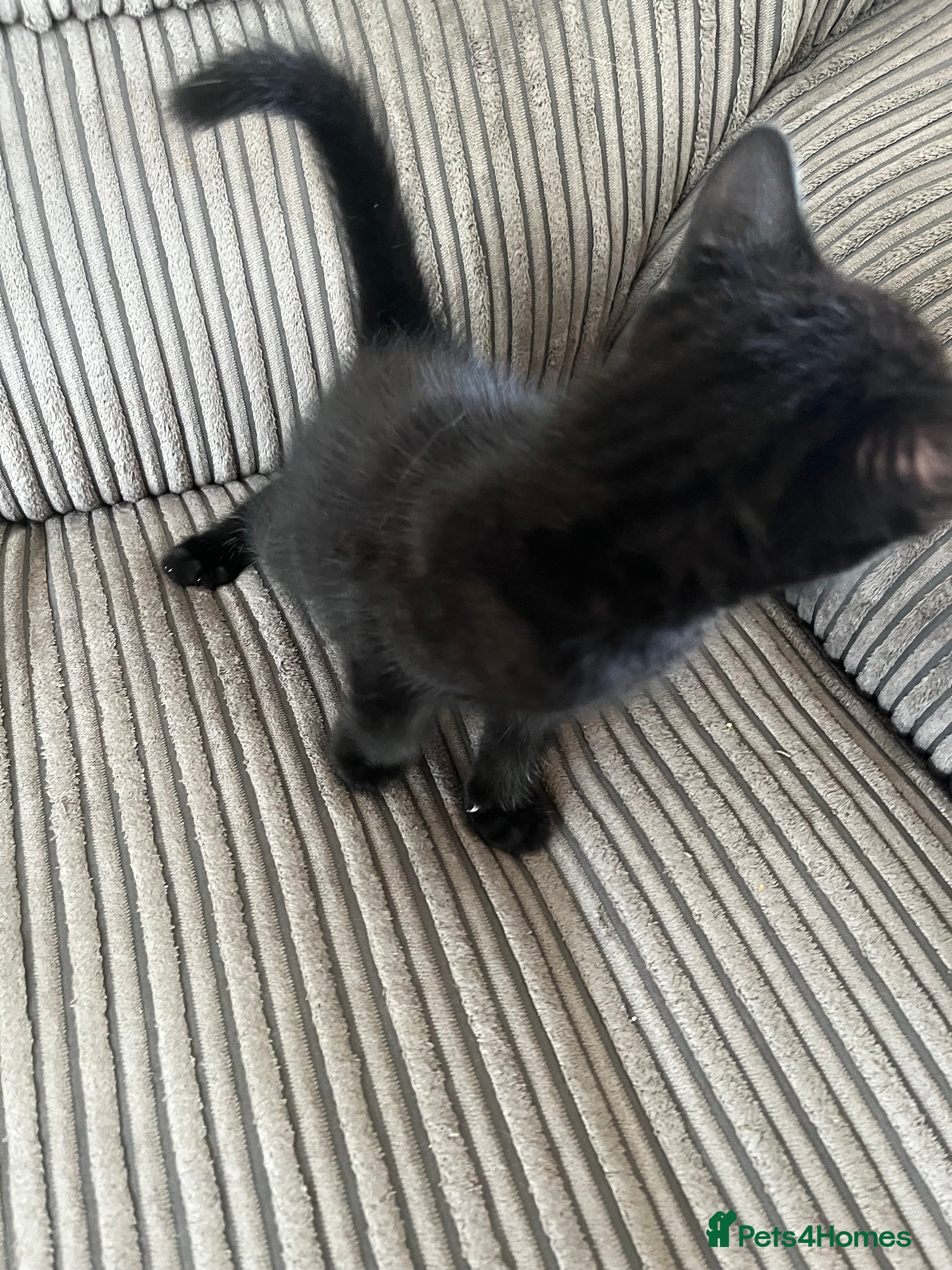 Mixed Breed cats 7 Kittens for Sale  - Advert 1