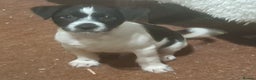 Jack Russell dogs for sale: KC Jack Russell pups, DNA Clear- LOA, SCA, PLL - Advert 25
