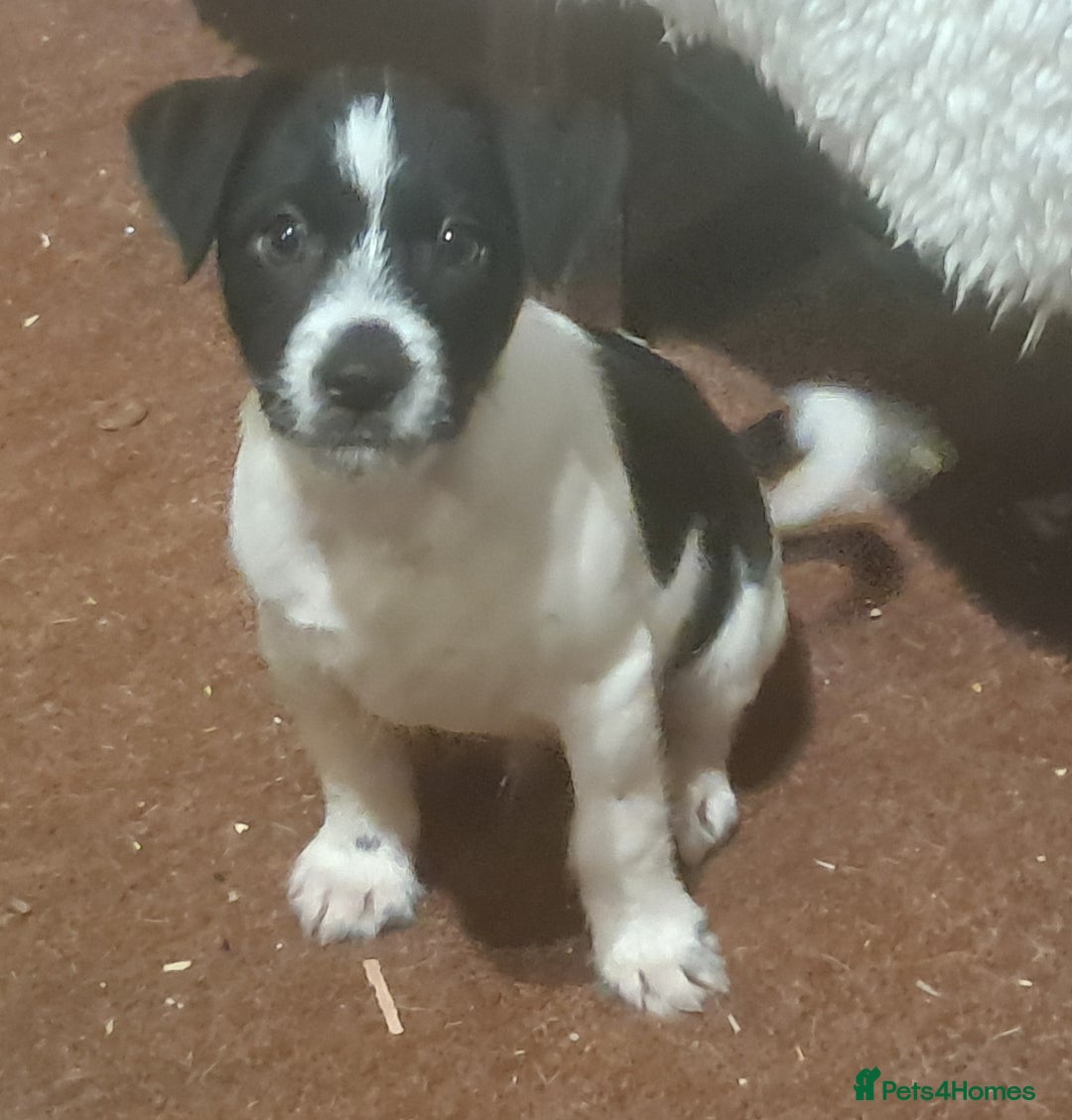 Jack Russell dogs for sale: KC Jack Russell pups, DNA Clear- LOA, SCA, PLL - Advert 25