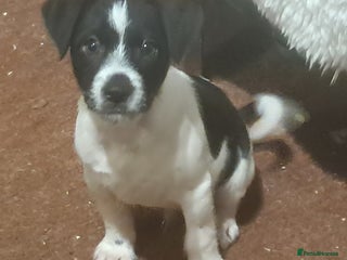 Jack Russell dogs KC Jack Russell pups, DNA Clear- LOA, SCA, PLL - Advert 5