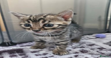 Bengal cats - Advert 10