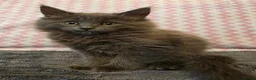 Maine Coon cats for sale: Gorgeous, sociable maine coon kittens  - Advert 32