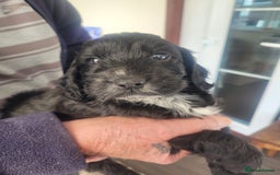 Cockapoo dogs for sale: Beautiful cockerpoo puppies - Image 5