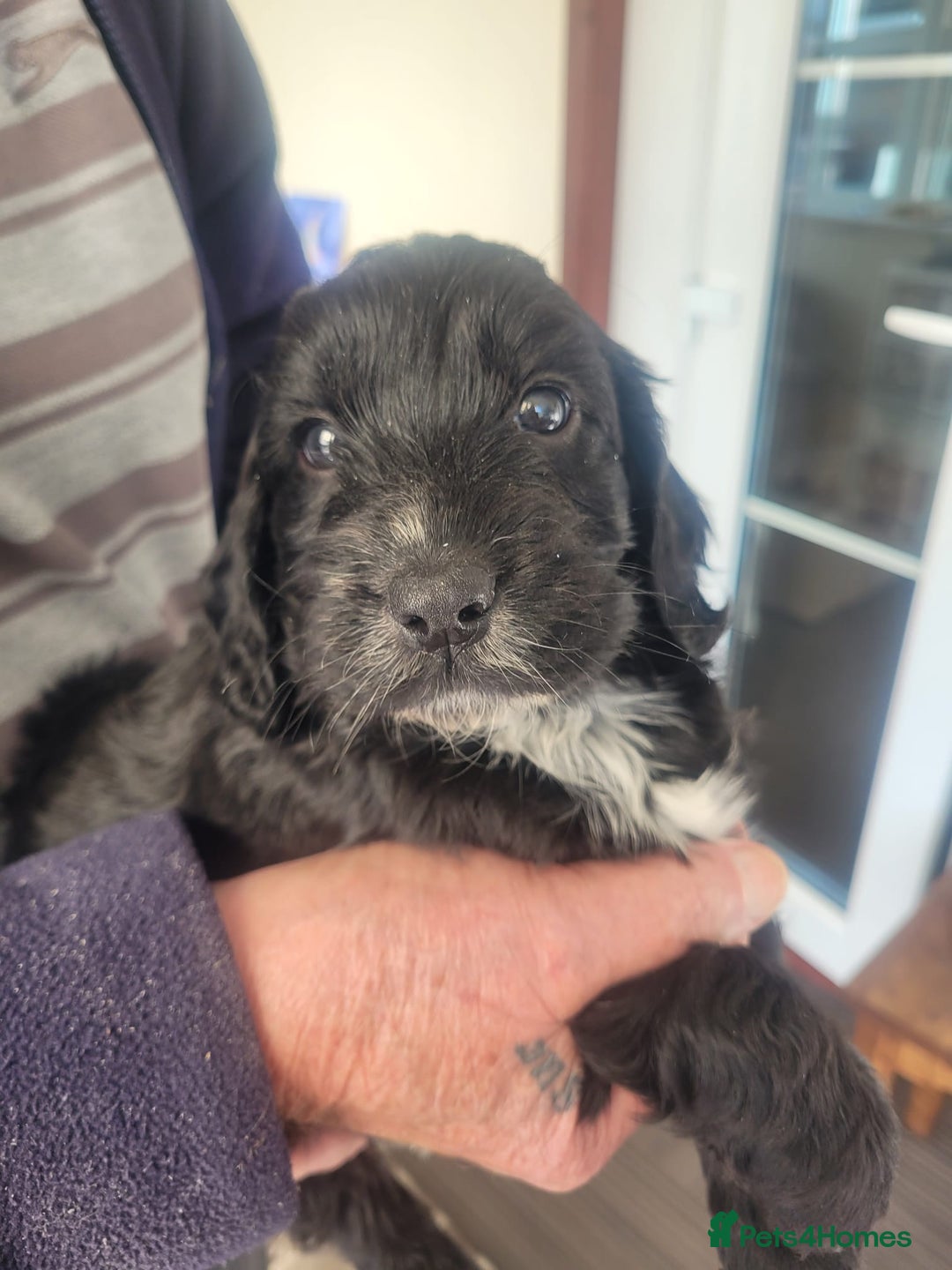 Cockapoo dogs for sale: Beautiful cockerpoo puppies - Image 5