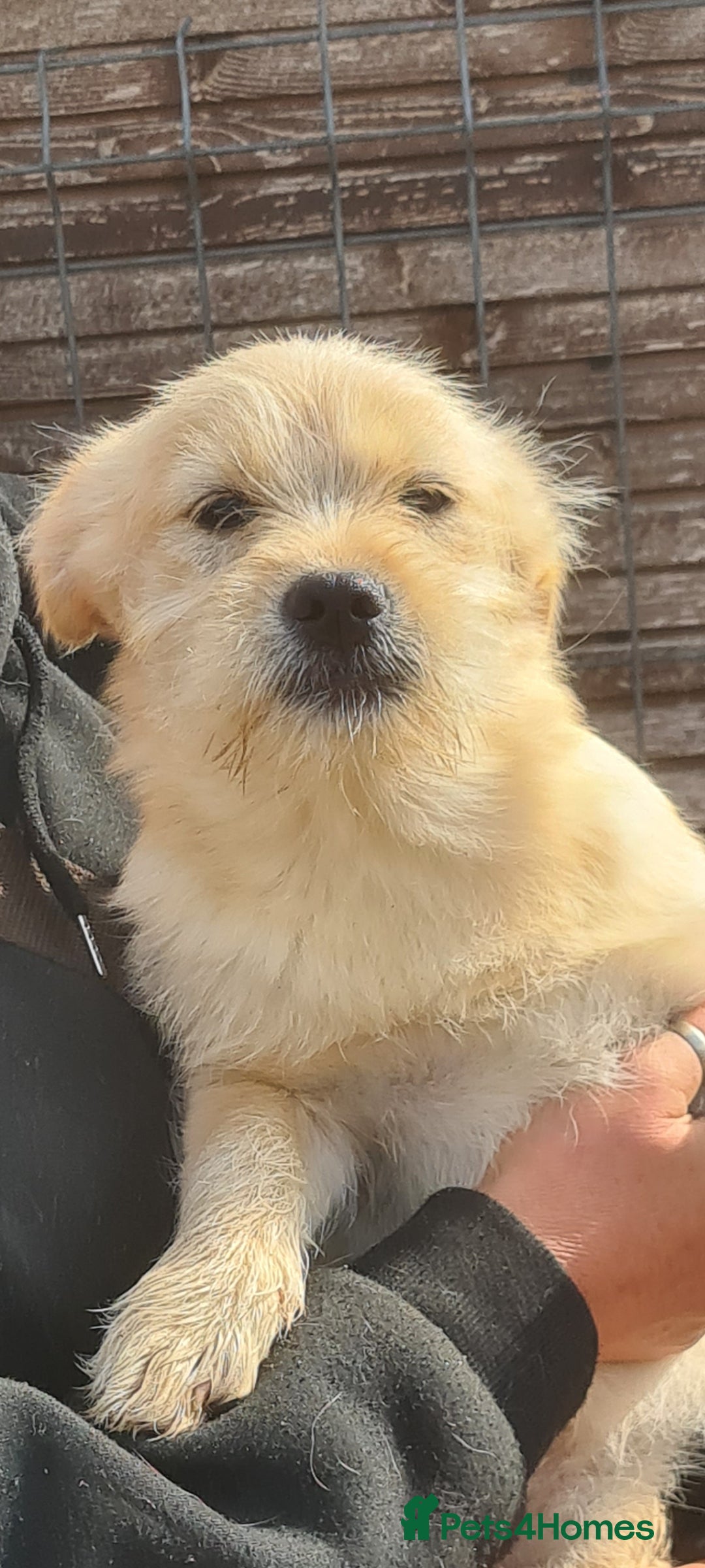 Mixed Breed dogs for adoption: SPARKLE 6KG FEMALE SMALL BREED  - Advert 5