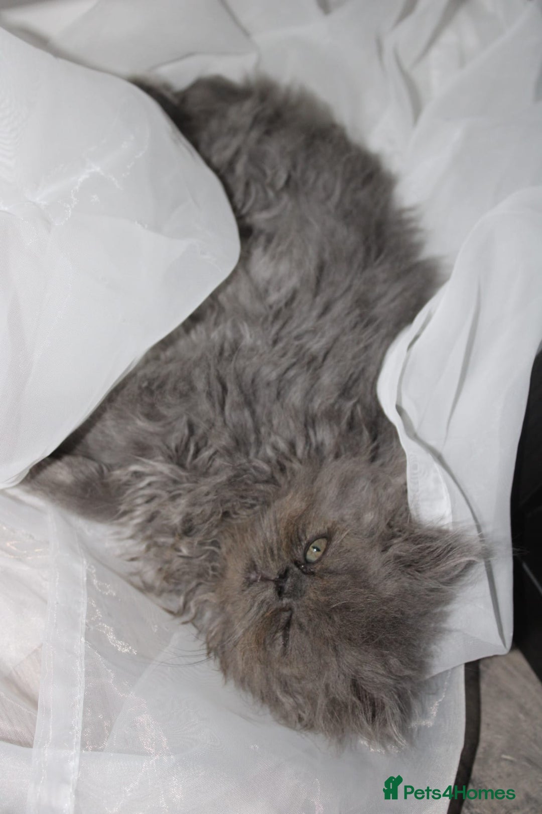 Persian cats for sale: Beautiful Female Kittens Ready for Loving Homes - Advert 12