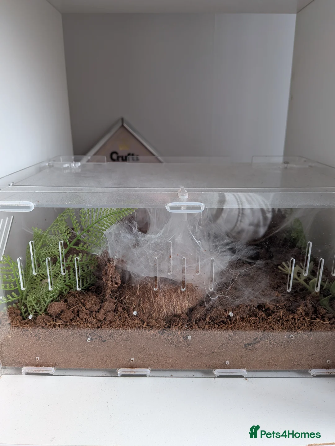 Tarantulas invertebrates for sale: Tarantulas for sale - Advert 9