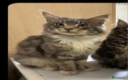 Maine Coon cats for sale: Female 7 week maincoon  - Image 2