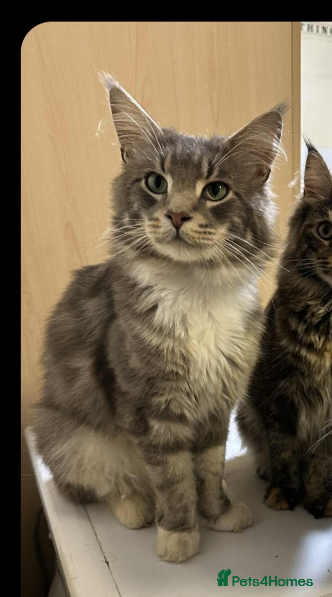 Maine Coon cats for sale: Female 7 week maincoon  - Image 2